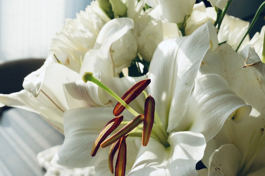 White sympathy lilies in soft light